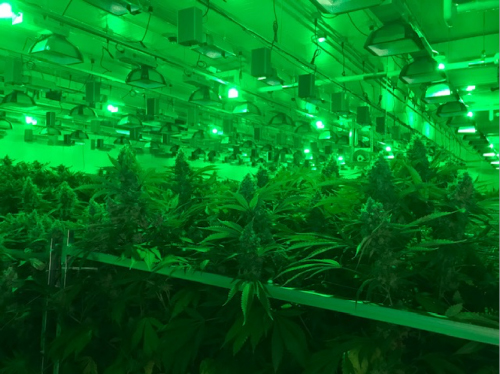 Medical Marijuana Grow and Cultivation Facility