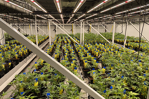 Medical Marijuana Grow and Cultivation Facility