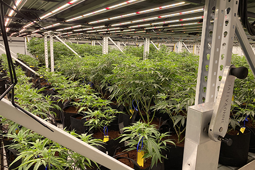 Medical Marijuana Grow and Cultivation Facility