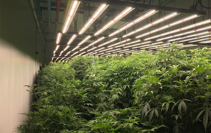 Medical Marijuana Grow and Cultivation Facility